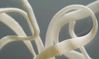 Welche Parasiten können im Körper leben