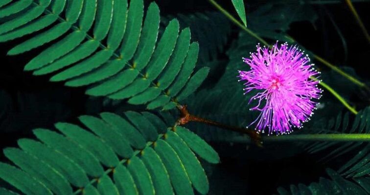 Mimosa Pudica-Samen helfen, Parasiten aus dem Körper zu entfernen.