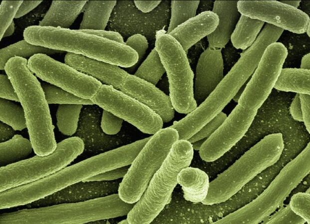 Parasiten im menschlichen Körper