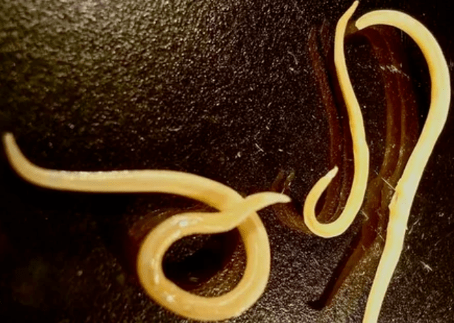 Protozoische Würmer
