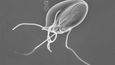 Parasitenlarven